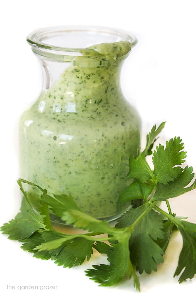 Jar of creamy cilantro-lime dressing with fresh cilantro in front