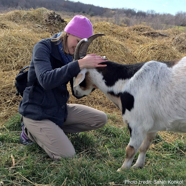Sitting next to Michael the Goat at Heartland farm sanctuary in Madison Wisconsin