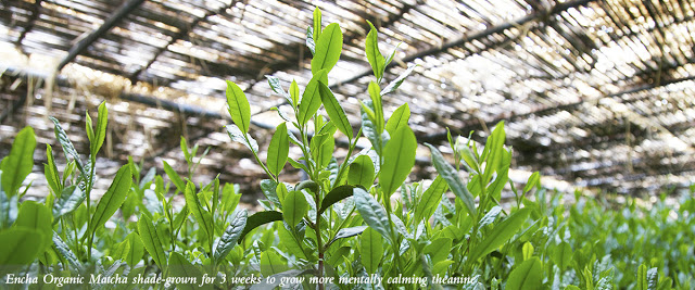 Matcha being shaded before harvest
