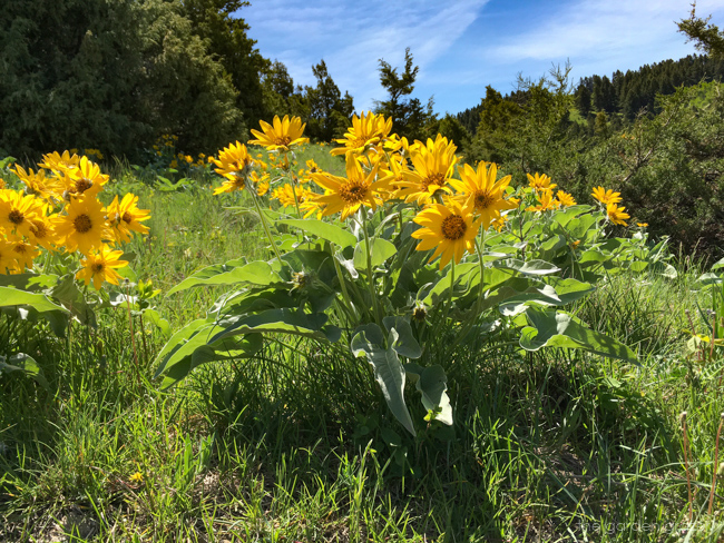 Arrowleaf balsamroot flowers in bloom