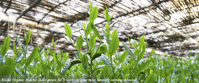 Matcha being shaded before harvest