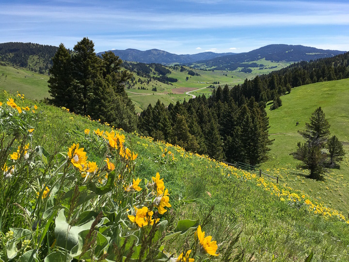 View of mountains and wildflowers on the Drinking Horse hiking trail in Bozeman, Montana.